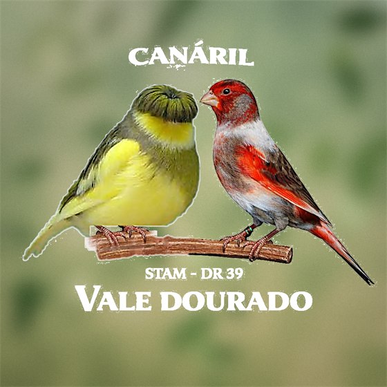 Canáril Vale Dourado, com dois canários
